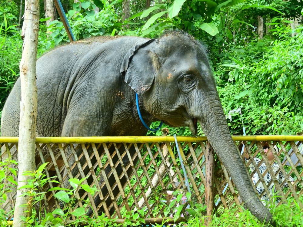 Elephant browsing by a bamboo fence among banana trees