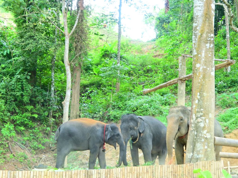 Three elephants together on a forested hillside