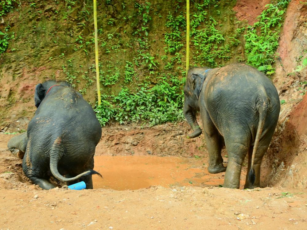 Two elephants at a natural mud pool