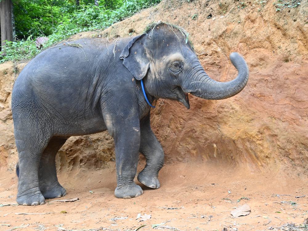 Young elephant raising its trunk in greeting
