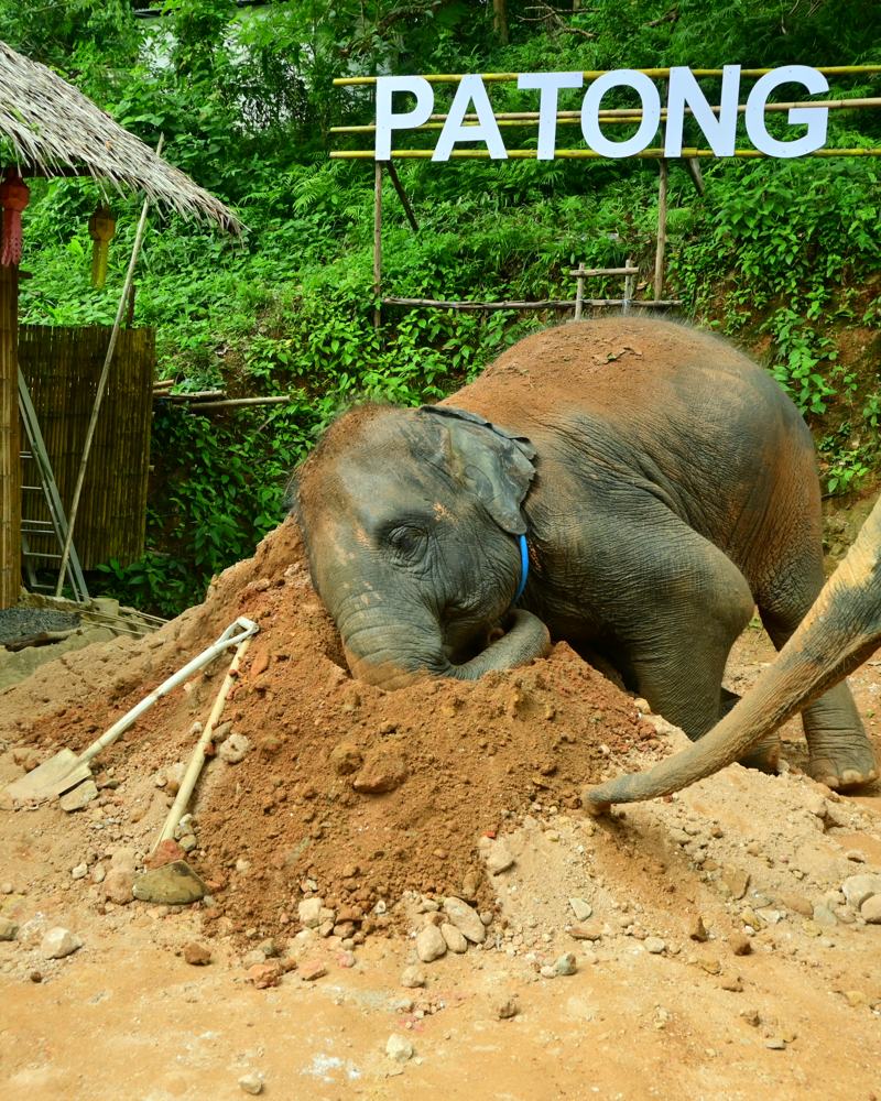 Elephant playing in a mound of red earth at Patong Elephant Hug